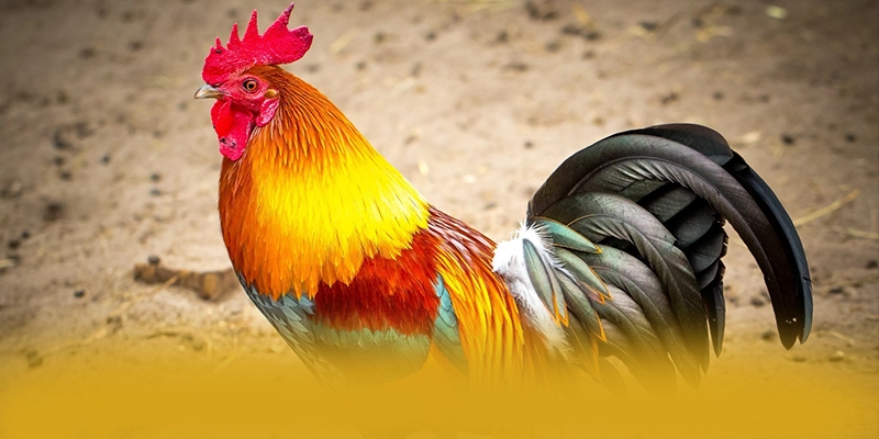 GEM88 – Cổng trò chơi phổ biến nhất, được cộng đồng đánh giá tích cực.