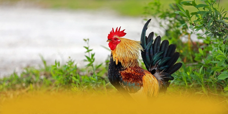 
Đánh giá GO8 - Thương hiệu phổ biến nhất được quan tâm
