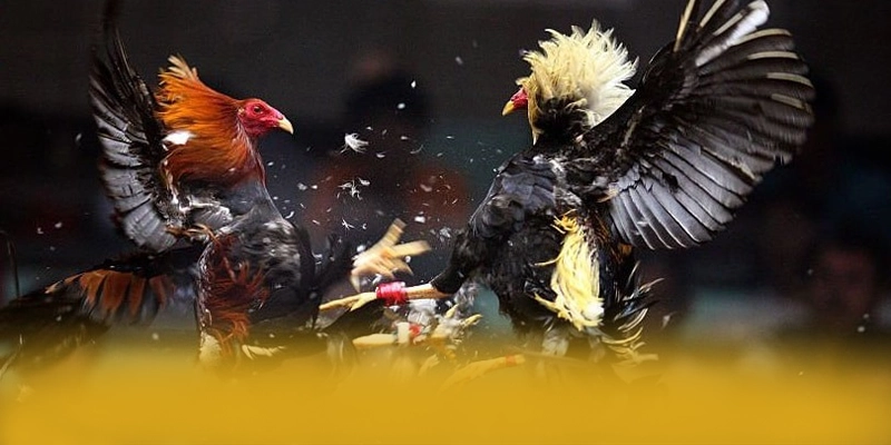 SUNWIN - Hệ thống trò chơi trực tuyến được cộng đồng yêu thích nhất được game thủ lựa chọn – Khám phá những game hot đến từ SUNWIN